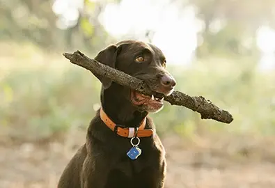Dog playing fetch with stick