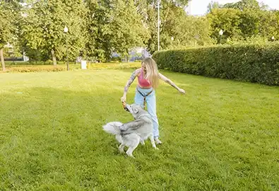 Dog and owner playing tug in field