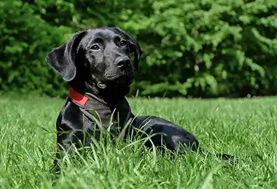 Dog relaxing in the field