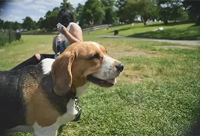 Dog next to owner in a public dog park