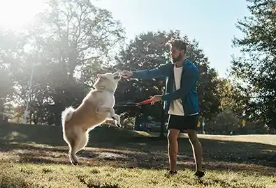 Dog on lead in a public dog park