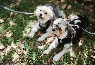 Two dogs laying down on grass while on lead