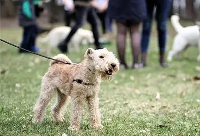 Owner playing with their dog in park