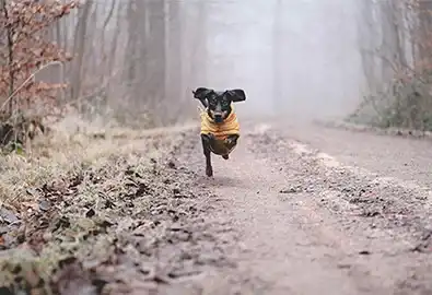 Dog running up forest trail