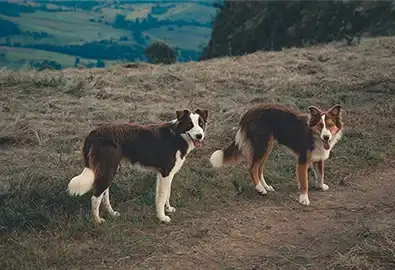 Two dogs on a trail walk with a view