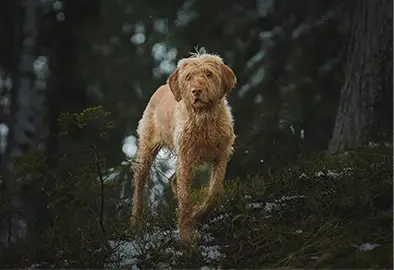Dog peering out between forest tree
